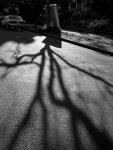 roots 
by robert kershaw