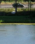 pond scum 
by robert kershaw