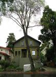 leaning tree 
by robert kershaw