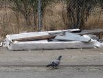 homie pigeon 
by robert kershaw