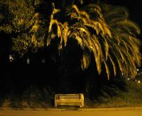 palm d
