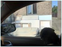 how much is that doggy in the window 
by wim rutten